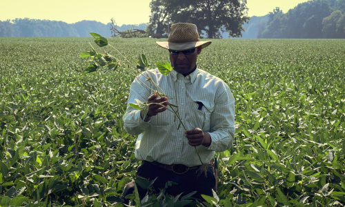 photo of an Arkansas soybean and rice farmer in the middle of a field, waist-deep in his crop, holding the stalk of one plant in his hands as he examines it